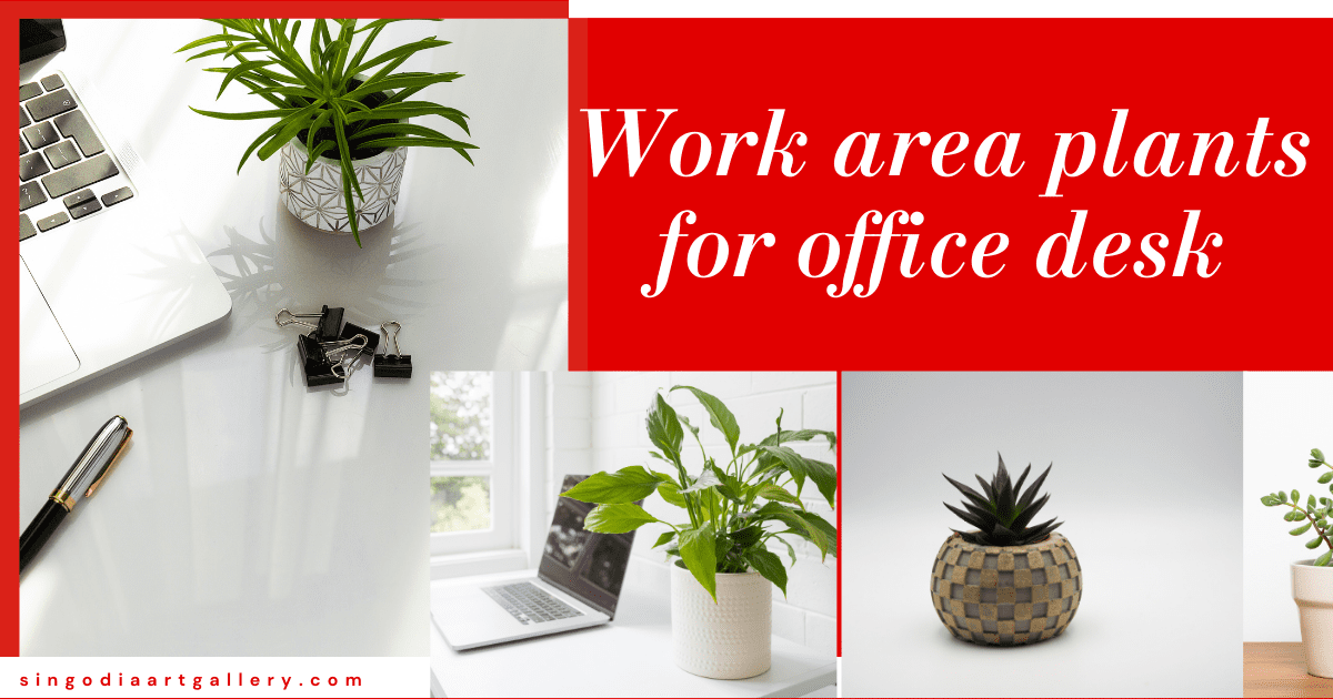 work area plants for office 