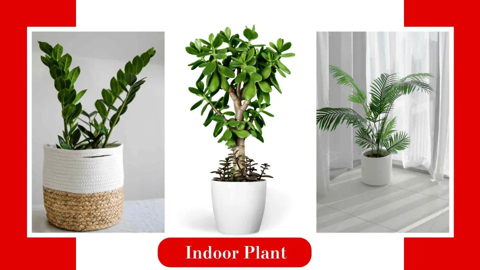 Indoor Plants gifts ideas 