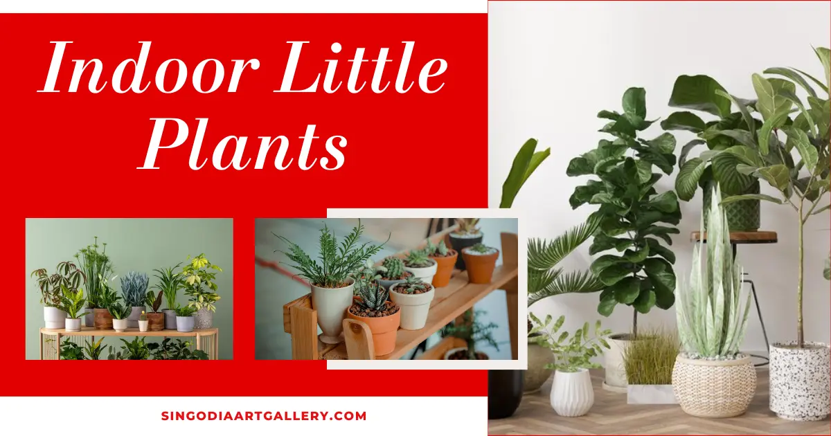 Indoor Plants as unique gift ideas for mom